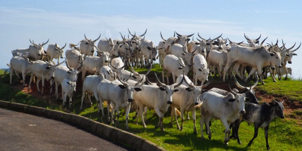 Herdsmen convert Delta court complex to grazing zone