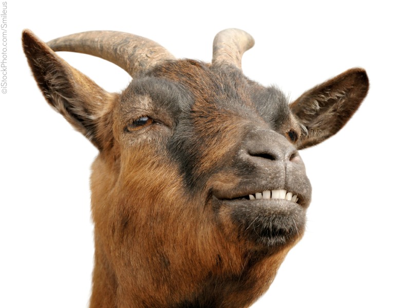 Civil Defence Corps arrests man for allegedly stealing goats