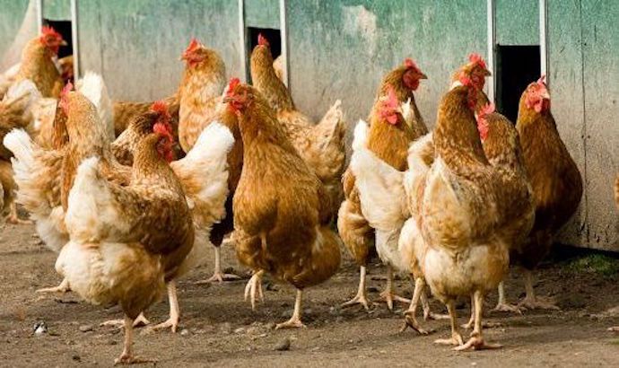 Police arraign two men for stealing Senator’s chickens