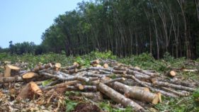 Land Clearing: 3 men arraigned for allegedly damaging economic trees worth N2m