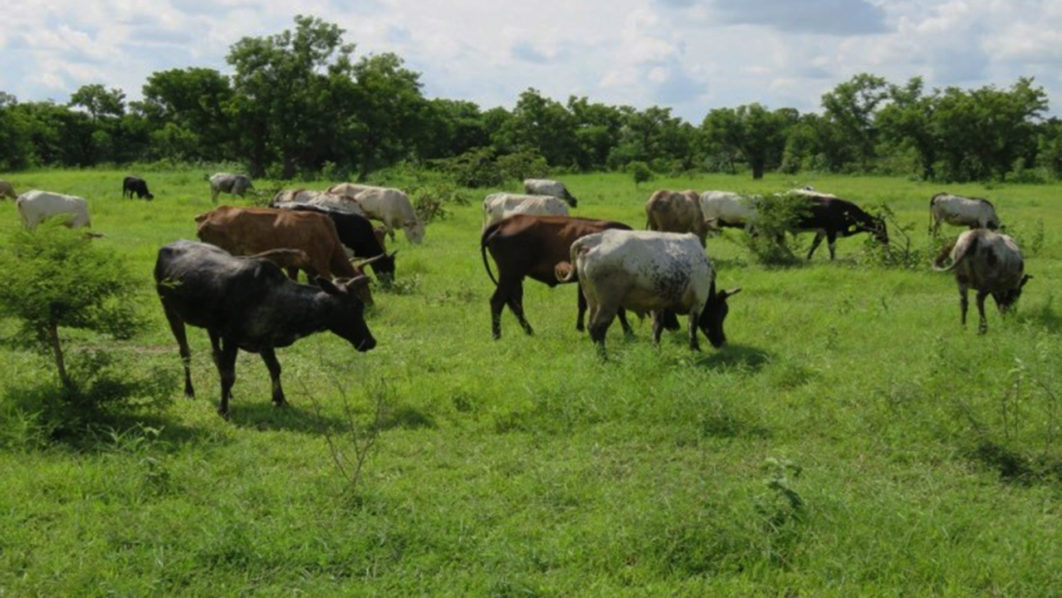 Open grazing not sustainable, say northern governors