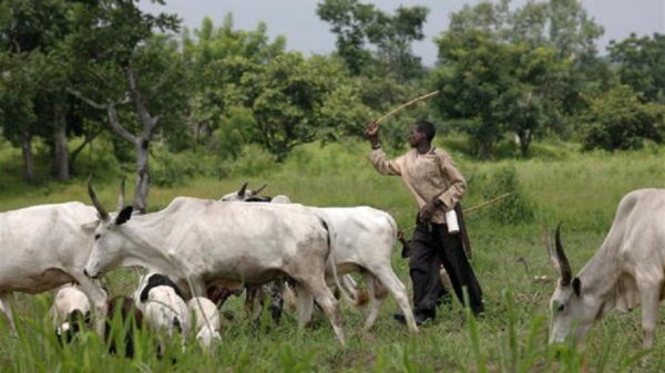 'Converting gazetted grazing reserves to ranches will end farmer/herder crises’