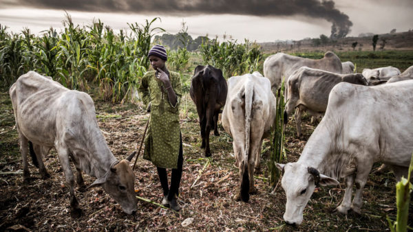 Restructuring for resolution of herdsmen-farmers conflicts