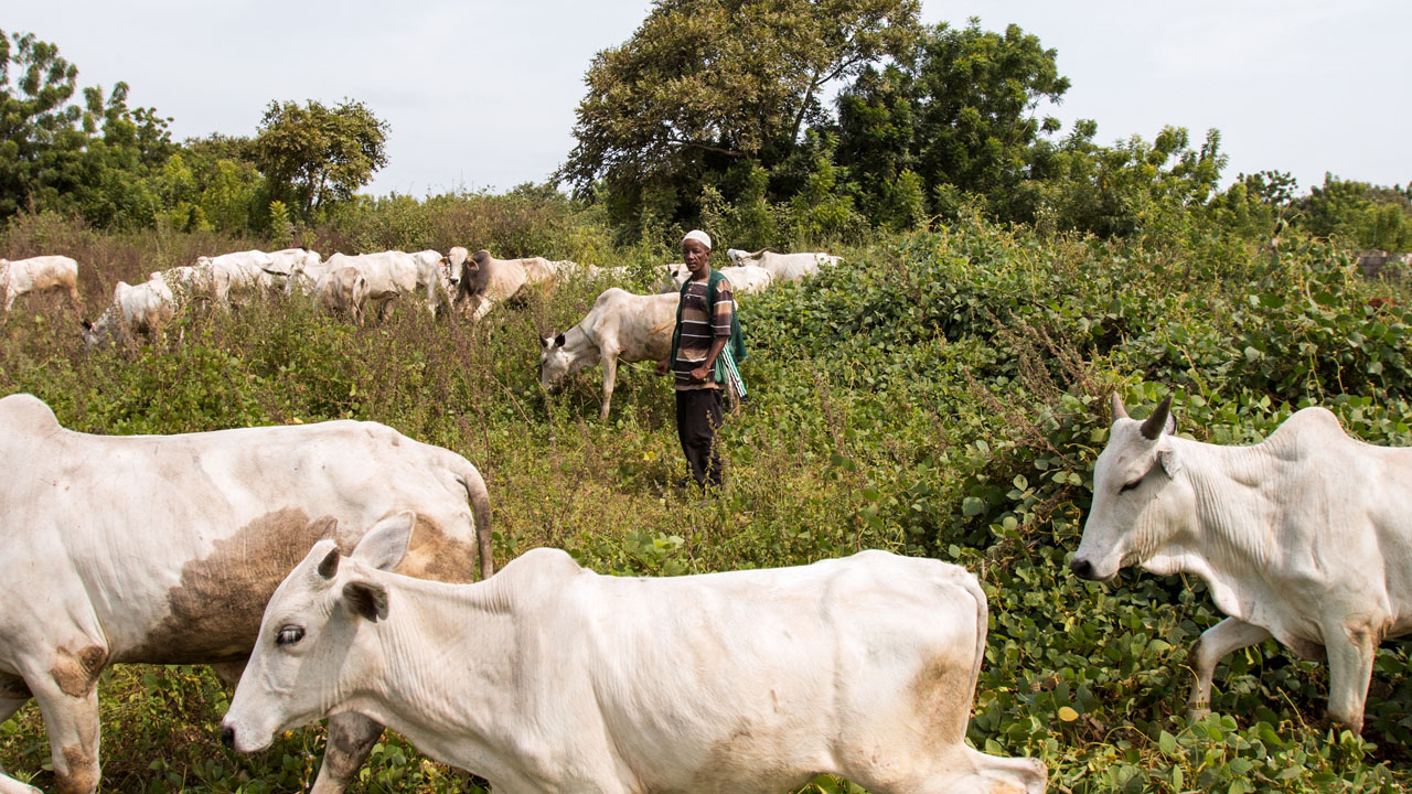 Rivers women protest against destruction of farmlands by suspected herders