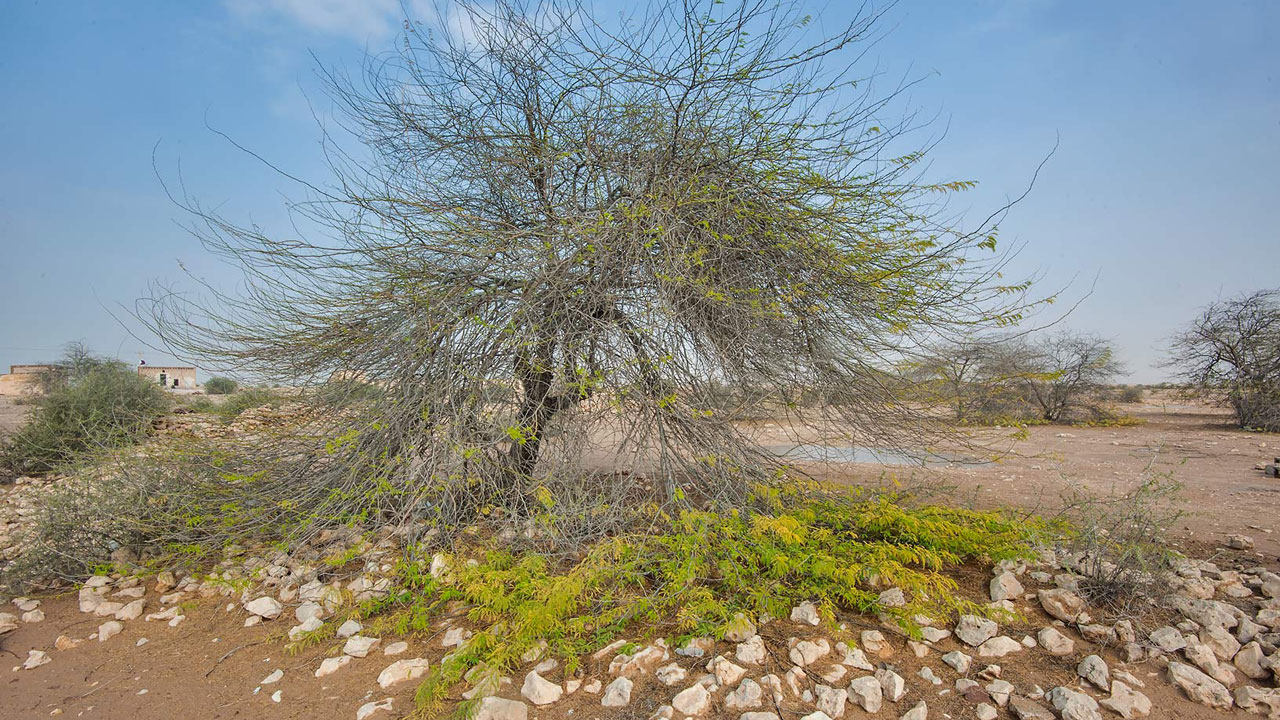 Nigeria’s ecosystem