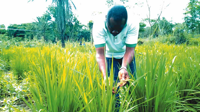 Firm invests N24bn, gets 5,000 hectares for Edo integrated farm