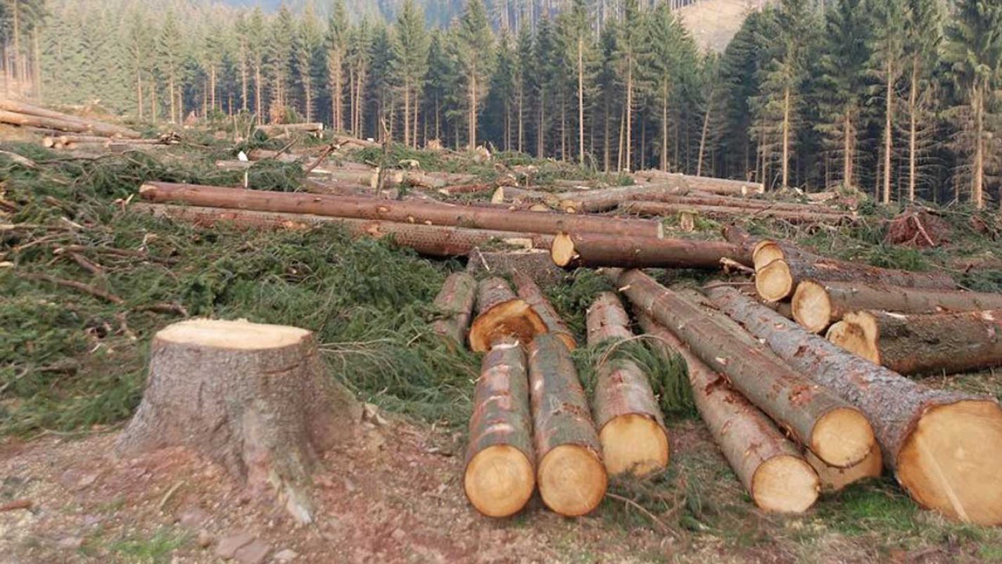 Experts canvass planting of 26m trees, economic diversification via timber