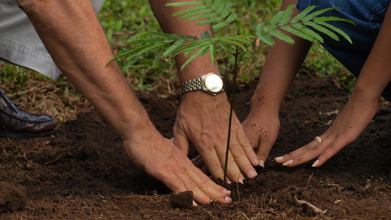 Lagos sensitises residents on greener, harmony with nature, to plant 5,000 trees in July