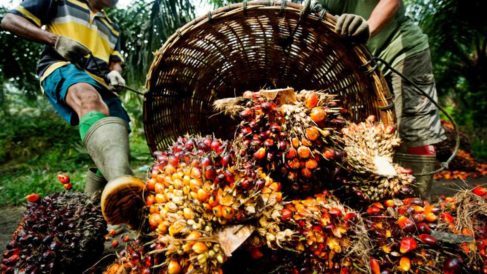 Tension in Enugu community over destruction of economic trees