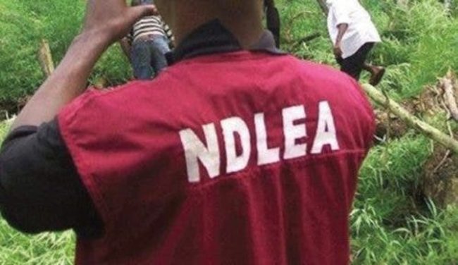 NDLEA gets court approval 14-Day extension to hold alleged drug lord